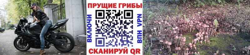 Псилоцибиновые грибы Cubensis  купить закладку  darknet как зайти  Малмыж 